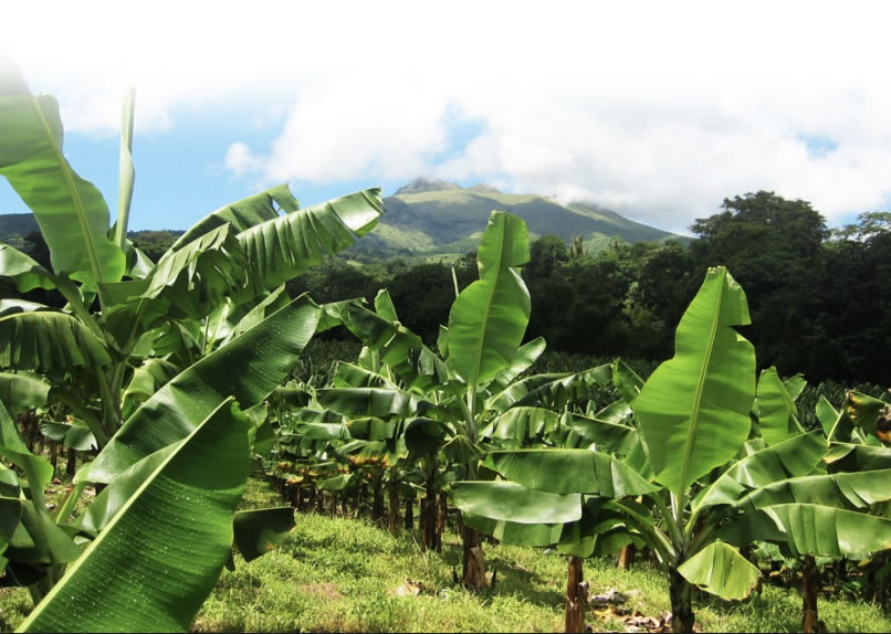 Bananas field Fiberban™